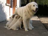 Puppies Great Pyrenees breed, 10 hungry puppies looking for milk and their mother