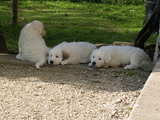 Puppies Great Pyrenees breed, siesta time, let's take a rest