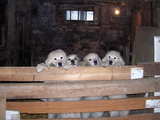 Puppies Great Pyrenees breed, 4 young dogs standing behind planks