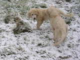 Puppies Great Pyrenees breed, 2 young dogs playing in the snow