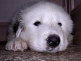 Puppy Great Pyrenees breed, lying flat on the floor