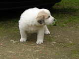 Puppy Great Pyrenees breed, standing, 2 months old with strong legs already