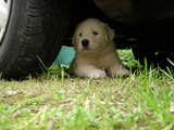 Puppy Great Pyrenees breed, hiding under a car