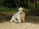 Puppy Great Pyrenees breed, sitting in the yard