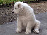 Puppy Great Pyrenees breed, sitting like a little polar bear