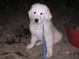 Puppy Great Pyrenees breed, 3 months old, sitting attentively