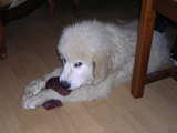 Puppy Great Pyrenees breed, lying on the floor and playing with a cloth toy