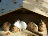 five rabbits in front of their small house