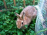 Rabbit amidst the cloverleaves