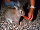 Sitting rabbit, eating a carrot