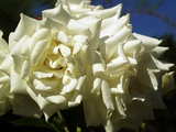 White roses, at the Gruen 80 park, Muenchenstein, Switzerland