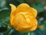 Yellow rose, Les Monts de Corsier on the heights above the Swiss side of the Lake of Geneva