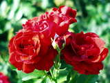 Red roses, at the Gruen 80 park, Muenchenstein, Switzerland