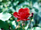 Red rose, at the Gruen 80 park, Muenchenstein, Switzerland