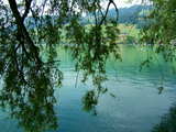 Der Sarnersee, Kanton Obwalden, Schweiz, ein Baum der über das Wasser hängt, das West-Ufer im Hintergrund