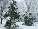 Neige de mars, photo idéale pour Noël ou Nouvel an, mais avec plus de 2 mois de retard