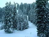 Snowy Swiss Alps, Snowy fir-trees near Chatel-St-Denis