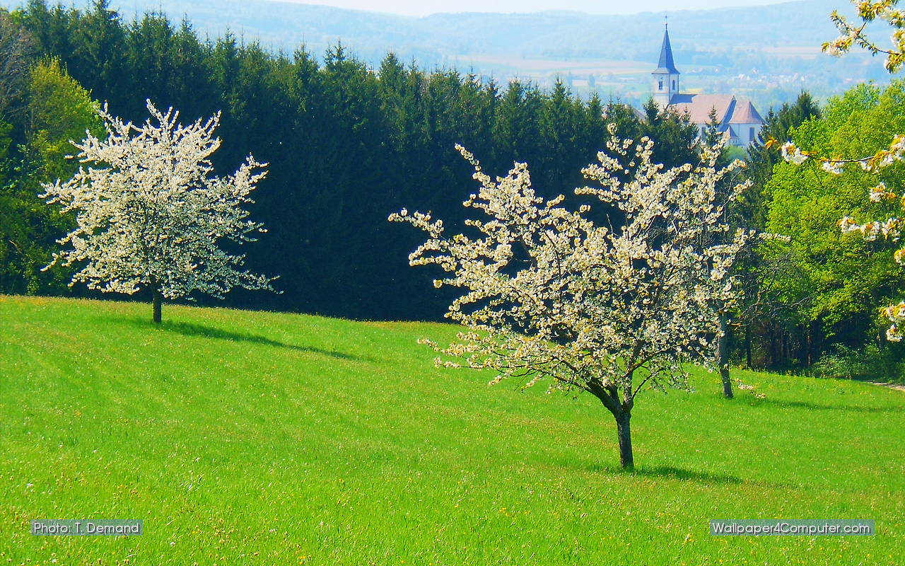 Wallpaper For Computer Trees In Blossom In Spring 1280 X 800 Pixels