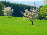 Trees in blossom in Spring, belltower of Wolschwiller in background, Alsace, France