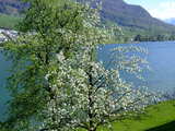 Cerisier en fleurs au printemps, au Lac des Quatre Cantons, Küssnacht, Suisse