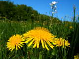 Blooming dandelions, Taraxacum officinale, in a meadow, Wolschwiller, Alsace, France