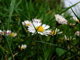 Vernal daisies, Bellis perennis, on the banks of the Rhine, Alsace, France