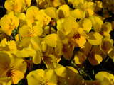 Small yellow pansies, at Gersau, Switzerland