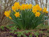 Daffodil, spring flowers, Park im Gruenen, Muenchenstein, Switzerland, April 2009, HDR image