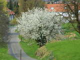 Blossoming tree, apple and cherry blossom, Pfeffingen, Switzerland, April 2009