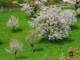 Blossoming trees, apple and cherry blossom, Arlesheim, Switzerland, April 2009