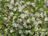 Blühender Baum, Apfel- und Kirschblüten, Arlesheim, Schweiz, April 2009, HDR Bild