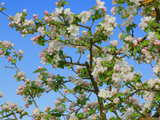 Blühende Zweige, Apfel- und Kirschblüten, Arlesheim, Schweiz, April 2009, HDR Bild