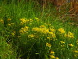 Gelbe Feldblumen, wilde Frühlingsblumen im Rheintal, Huningue, Frankreich, April 2009, HDR Bild