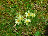 Primroses in a meadow, Southern Alsace, March 2010, HDR image