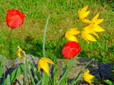 Rote und gelbe Tulpen, im Süd-Elsass, Frankreich, April 2010, HDR Bild