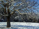 Snowy tree in the Sundgau, southern Alsace, France, between Hesingue and Folgensbourg