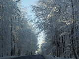 Snowy forest in the Sundgau, southern Alsace, France, between Folgensbourg and Werentzhouse