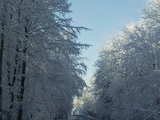 Snowy forest in the Sundgau, southern Alsace, France, between Folgensbourg and Werentzhouse