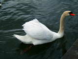 Swan on the pond of the Park im Gruenen, former Gruen 80 Park, Muenchenstein, Switzerland
