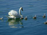 Swan family on the Rhine, swan with young swans