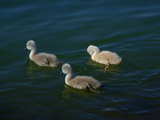 Swan family, 3 young swans on the Rhine