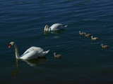 Swan family on the Rhine, 2 swans and 9 young swans