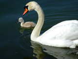Swan family on the Rhine, swan and young swan