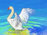 Swan on the Rhine, swan spreading the wings, color drawing based on a photo