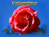 Bonne St-Valentin, une rose rouge, le symbole des amoureux
