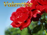 Bonne St-Valentin, des rose rouges, rouge pour les amoureux