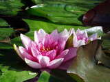 Water-lily, from the Rhine Valley
